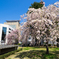 枝垂れ桜