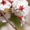花桜