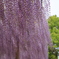 天王側公園　藤祭り