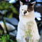 猫島の猫