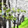 札幌 桜②