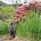 ねこ