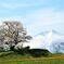 為内の一本桜