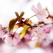団子より花