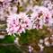 めずらしい！？桜