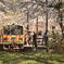 津軽鉄道　桜2017　その1　