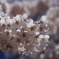 四半世紀ぶりに見た桜