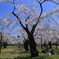 四半世紀ぶりに見た桜