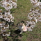 愛犬と桜