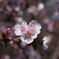 千島桜