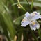 花言葉は友達が多い