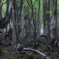 Beech forest