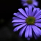 swan river daisyの質感