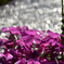 芝桜