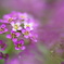何の花かわからい