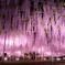 大藤の夜
