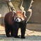 八木山動物公園のレッサーパンダ