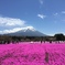 芝桜と富士山