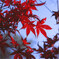 紅