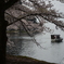 海津大崎 桜1