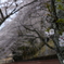 海津大崎 桜2