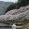 海津大崎 桜3
