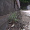 橋の上の草