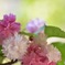 ぼんぼり桜