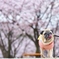 花見にお散歩