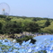 国営ひたち海浜公園