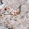 満開の桜。