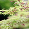 紅葉の花