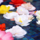 水上の花
