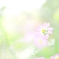ほのか
