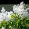 アオダモの花