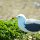 蕪島のウミネコ