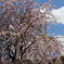 角館しだれ桜