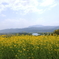 菜の花たちも・・・・・