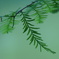 Green Leaves