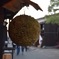 杉玉