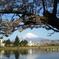 桜と水面（みなも）のあいだ