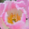 tulip
