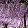 尾張津島藤まつり