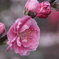 桃色の花桃の花