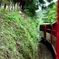 5月5日　嵐山トロッコ列車１