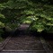 緑の階段