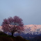 1本桜