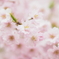 ふわふわ。