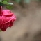 FD200mm F4 S.S.C.・・・⑥