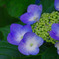 紫陽花２